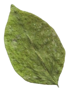 Adorno de Hoja de Albahaca 2 