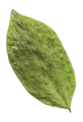 Adorno de Hoja de Albahaca 
